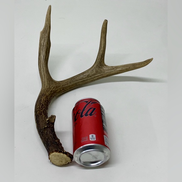Vintage Upper Peninsula Michigan Deer Antler 12.1oz/344g - Picture 10 of 16